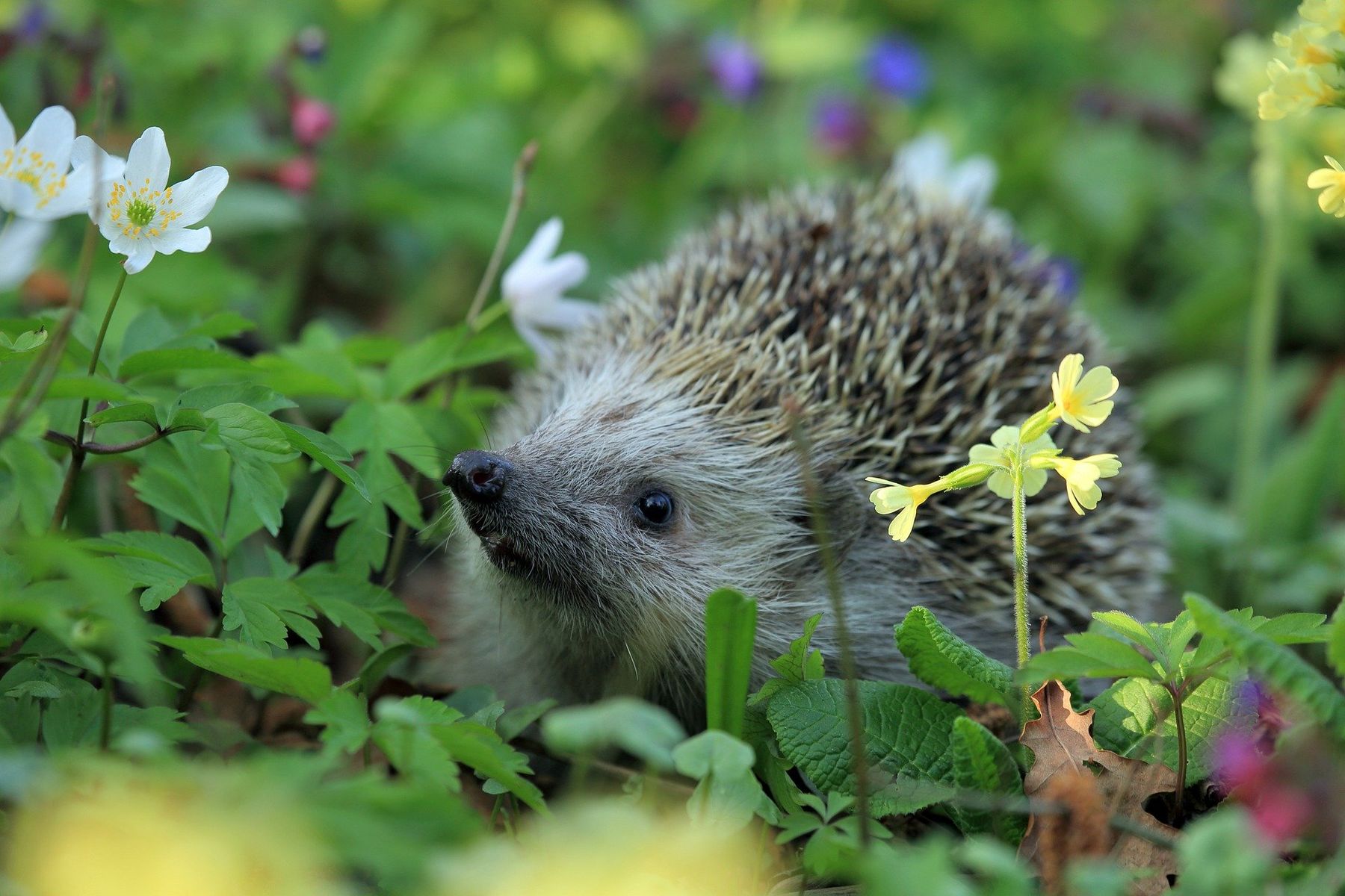 Garten Igel
