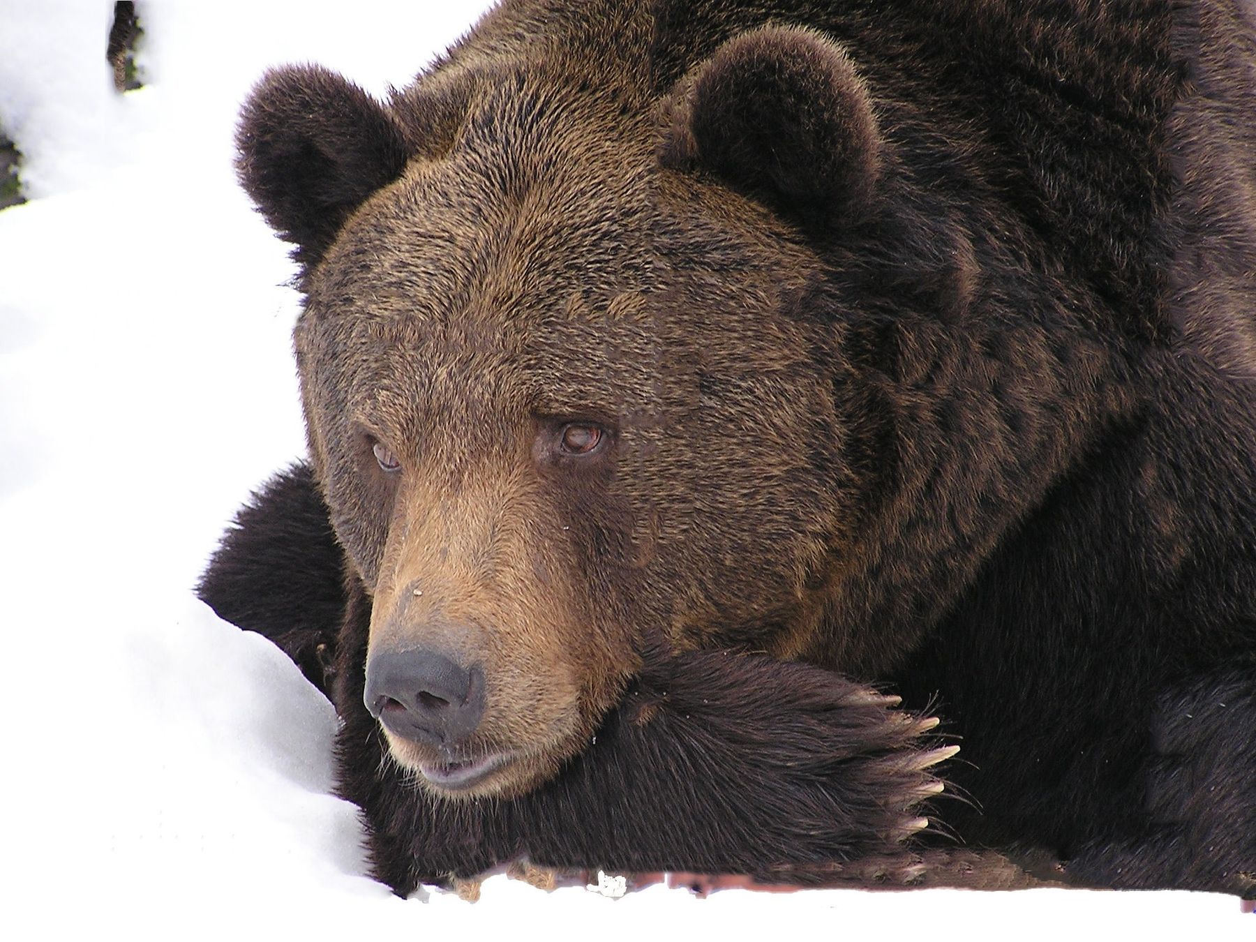 Winterführung Bärenwald Stuer