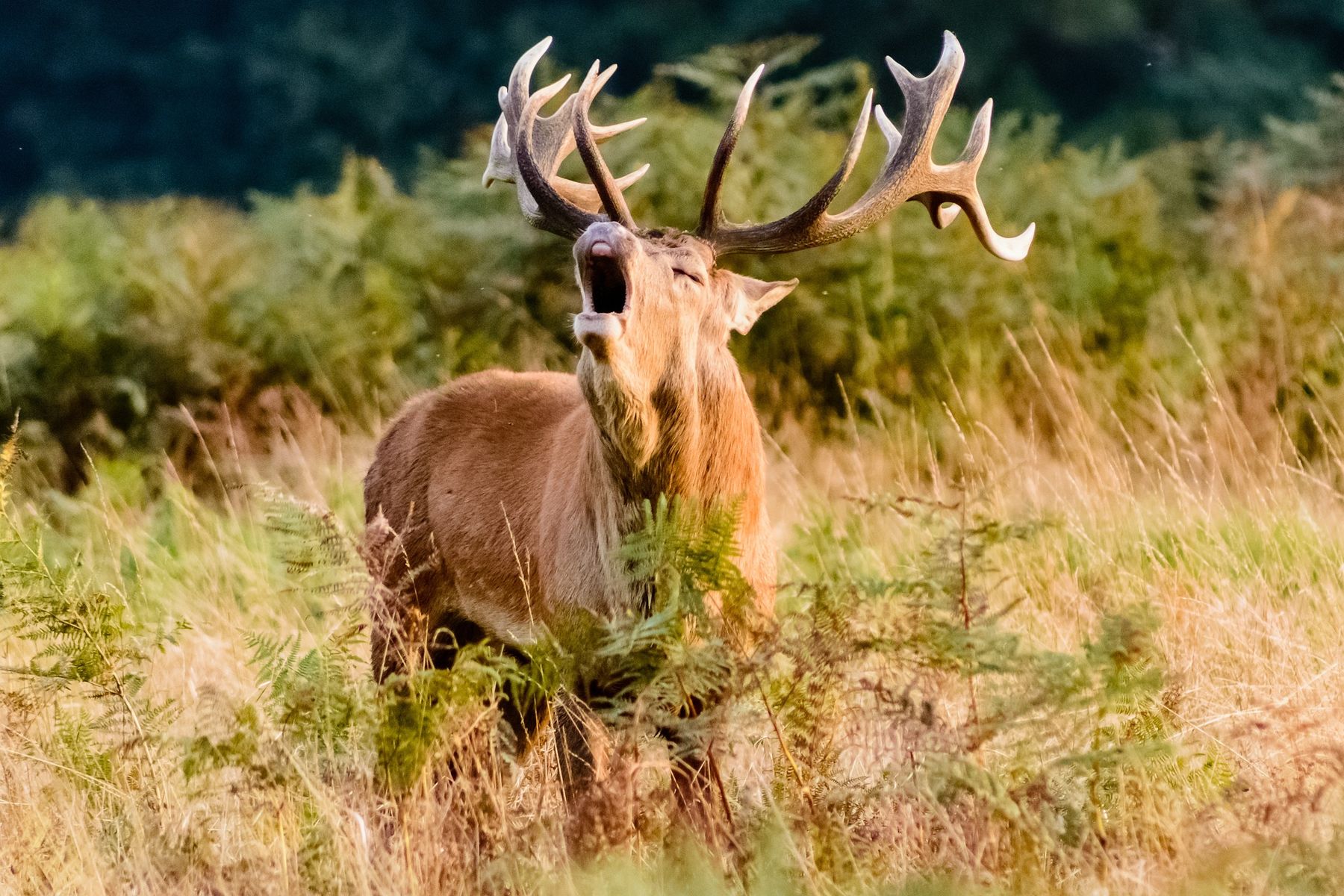 Jagdpacht Mecklenburgische Seenplatte