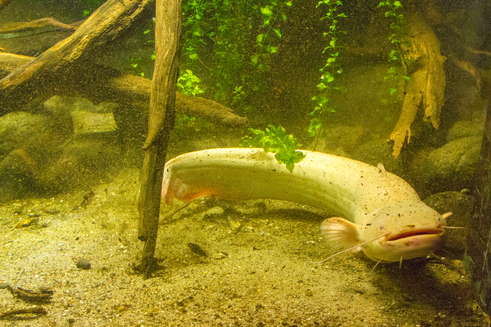 Albino Wels im Müritzeum