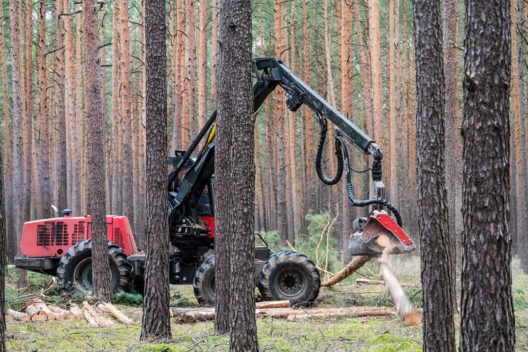 Nachhaltige Nutzung von Holz sichern
