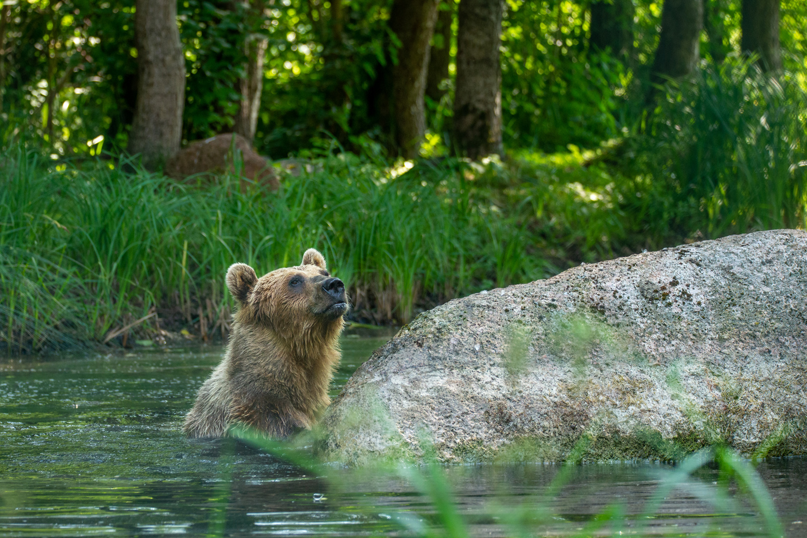Bärenwald Rocco Bärenwald Stuer