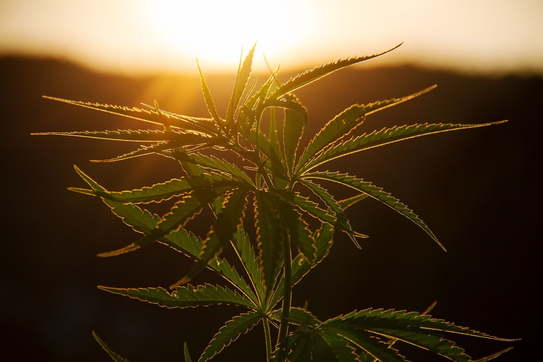 Welt-Cannabis-Tag