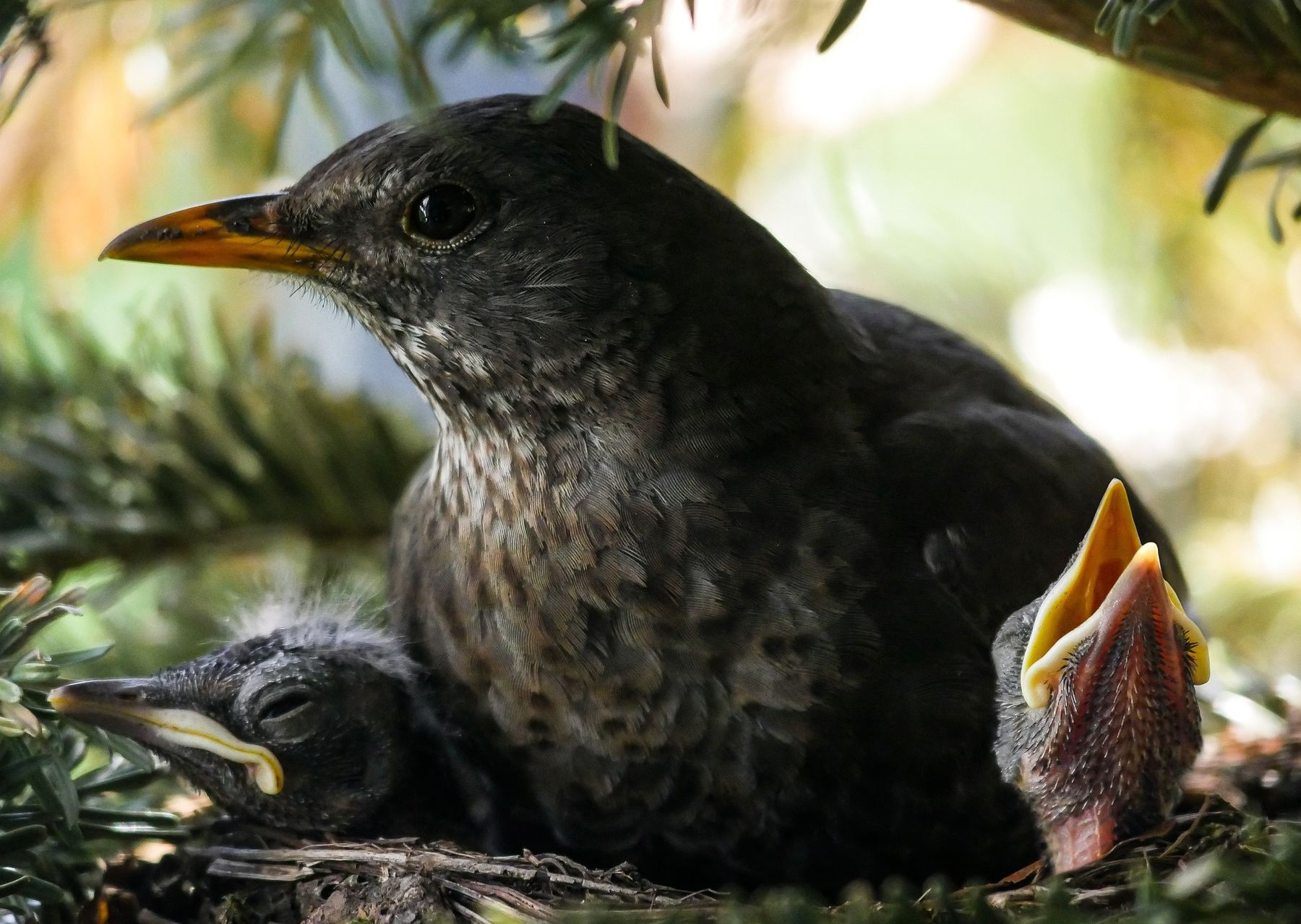Brut- und Setzzeit respektieren – Osterhasen, Rehkitze und Bodenbrüter schützen