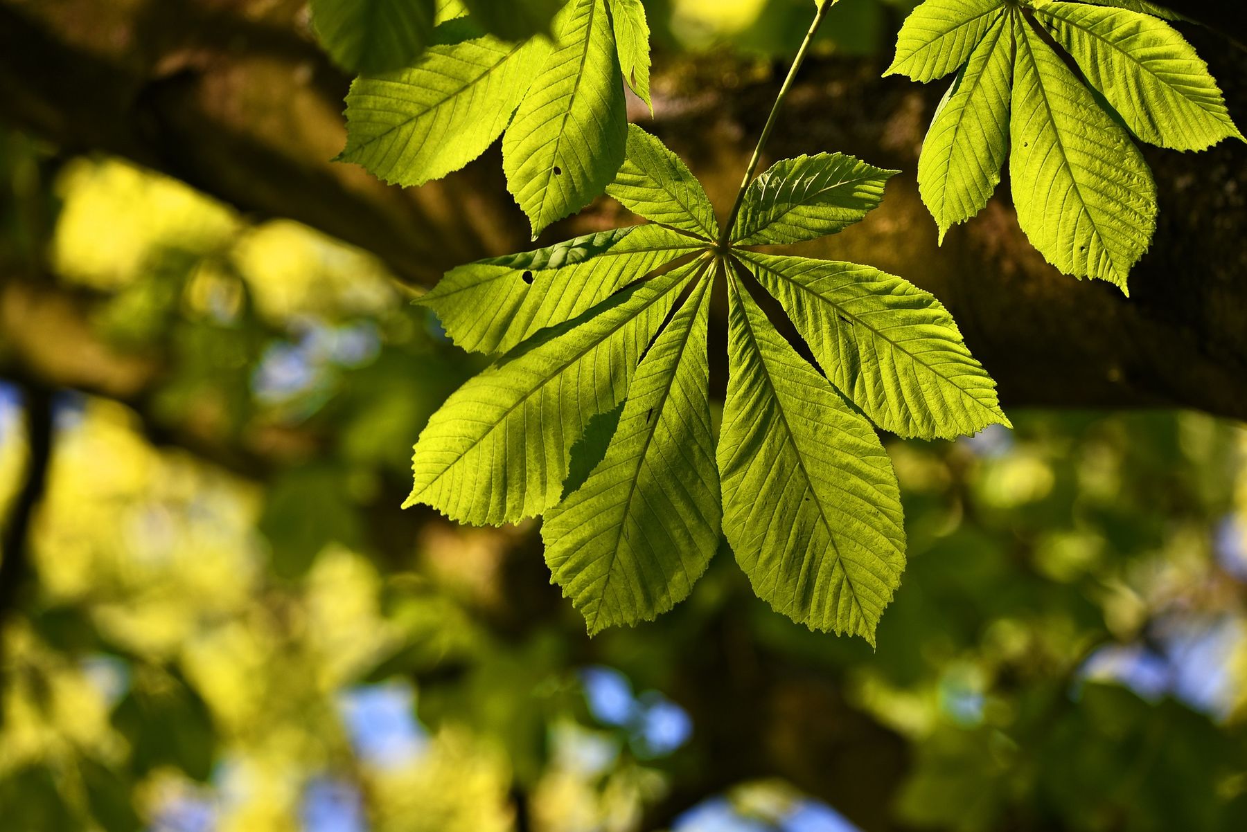 „Baum des Jahres“ Esskastanien