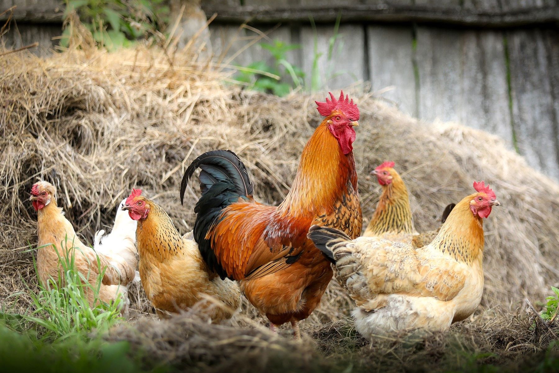 Vogelgrippe (H5N1) in Mecklenburgische Seenplatte