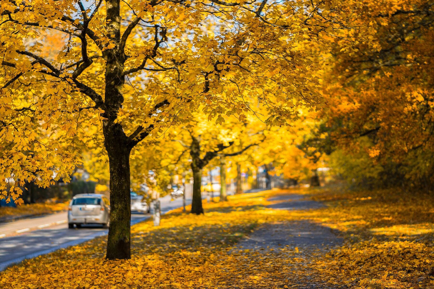 Herbst Reinigungspflicht Bürgersteig