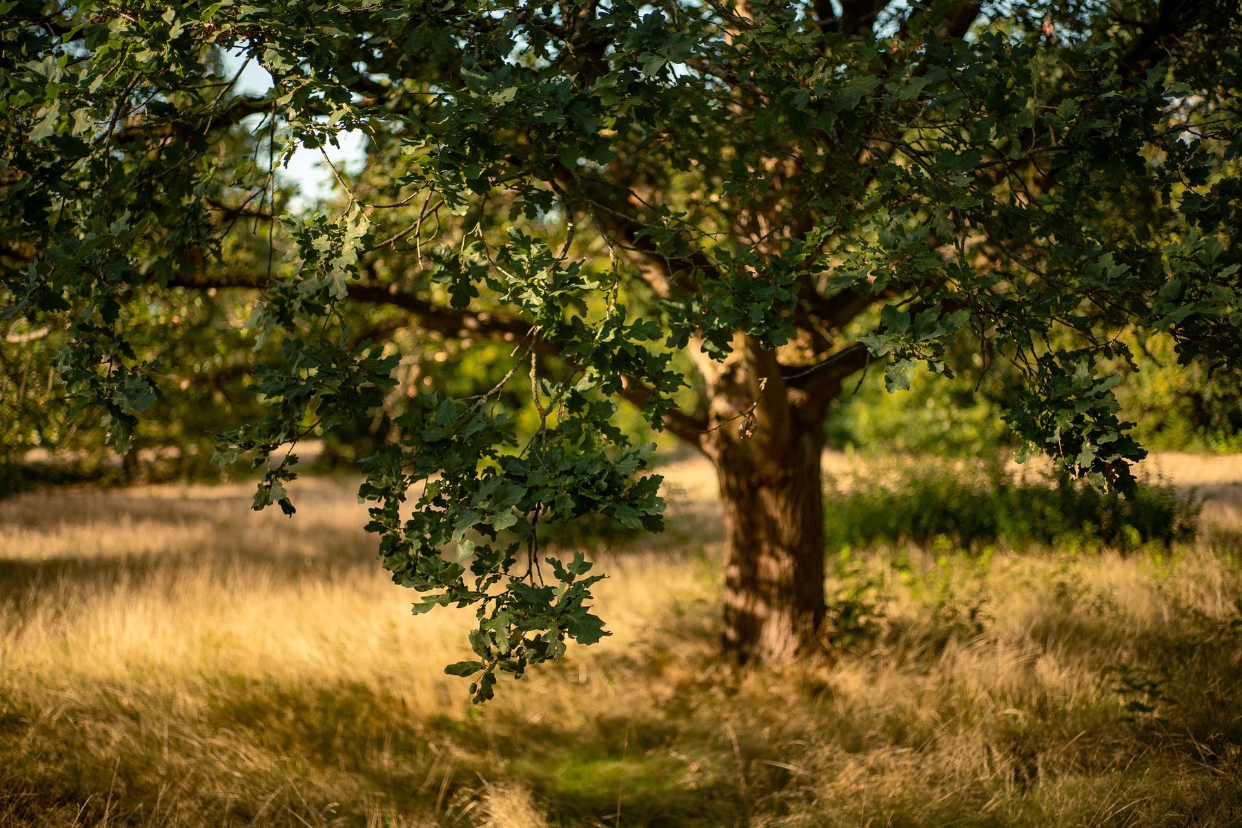 Eichenbaum Mecklenburg-Vorpommern