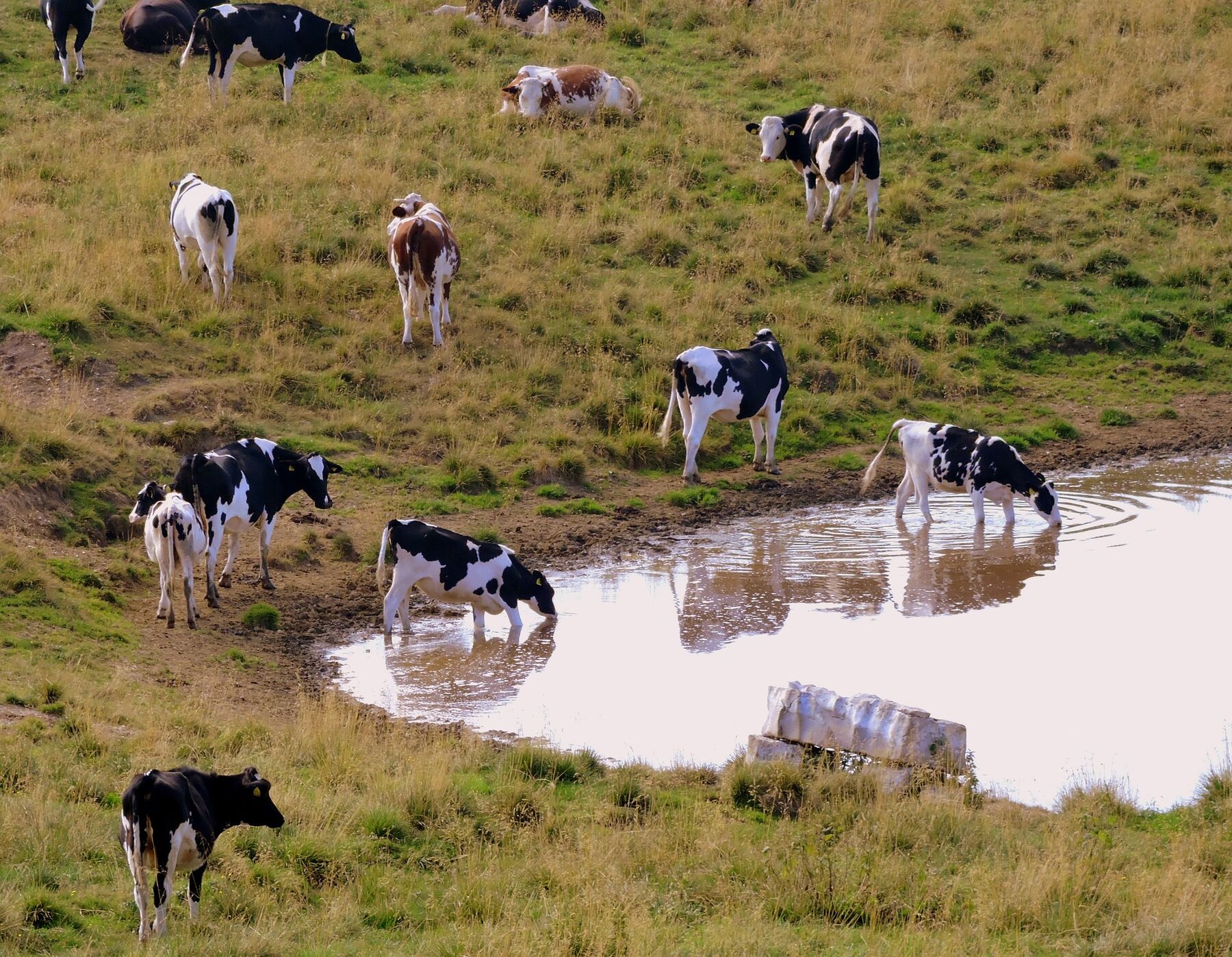 Versorgung der Tierbestände in MV gefährdet