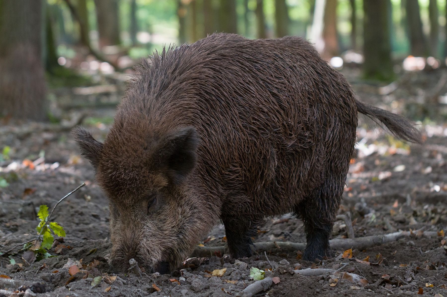 Afrikanische Schweinepest (ASP)