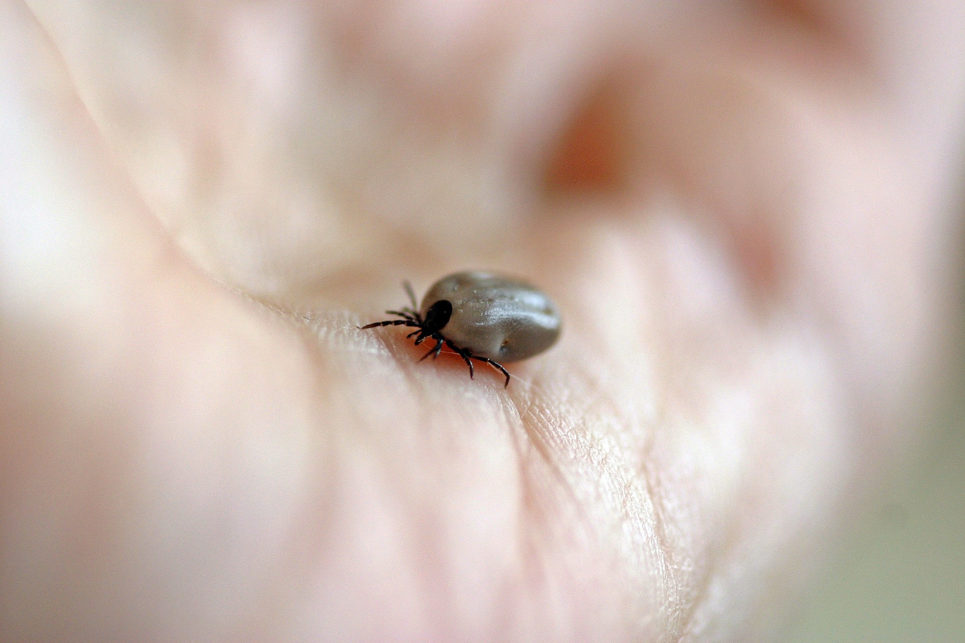 Borreliose Zeckenbisse Behandeln