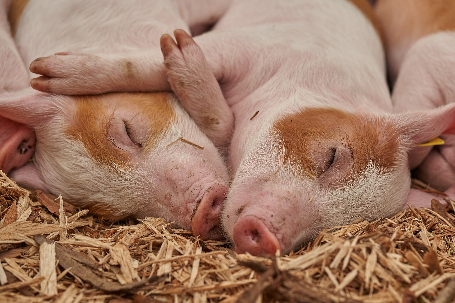 ASP-Infektion Schweinemastbetrieb Vorpommern-Greifswald